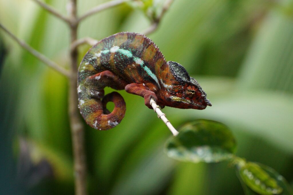 Madagaskar Opener 005 2000px