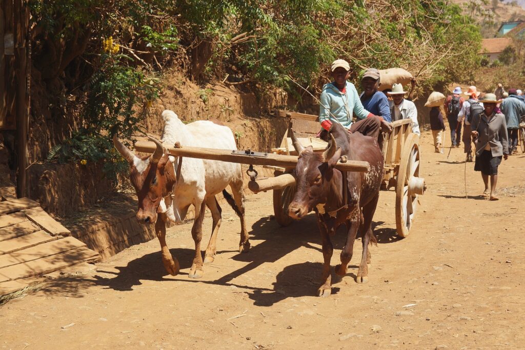 Madagaskar Opener 007 2000px