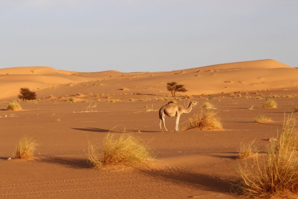 Sahara IMG_3532 1040px