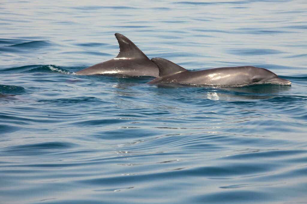 Iran_Qeschm_Slider_2000px_18