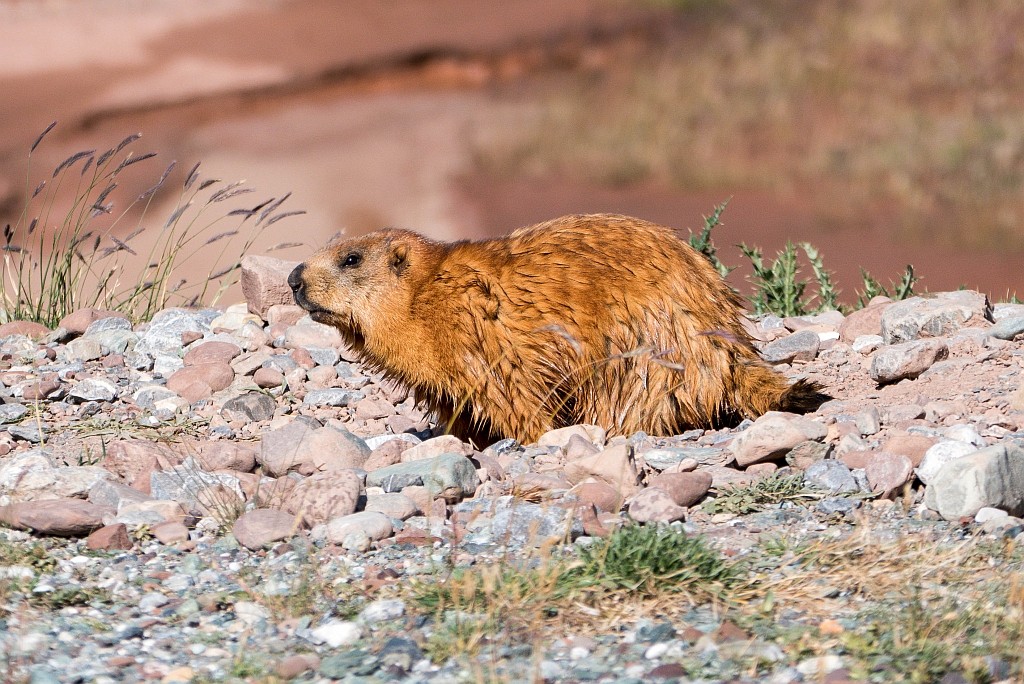 Tadschikistan-030-1024px