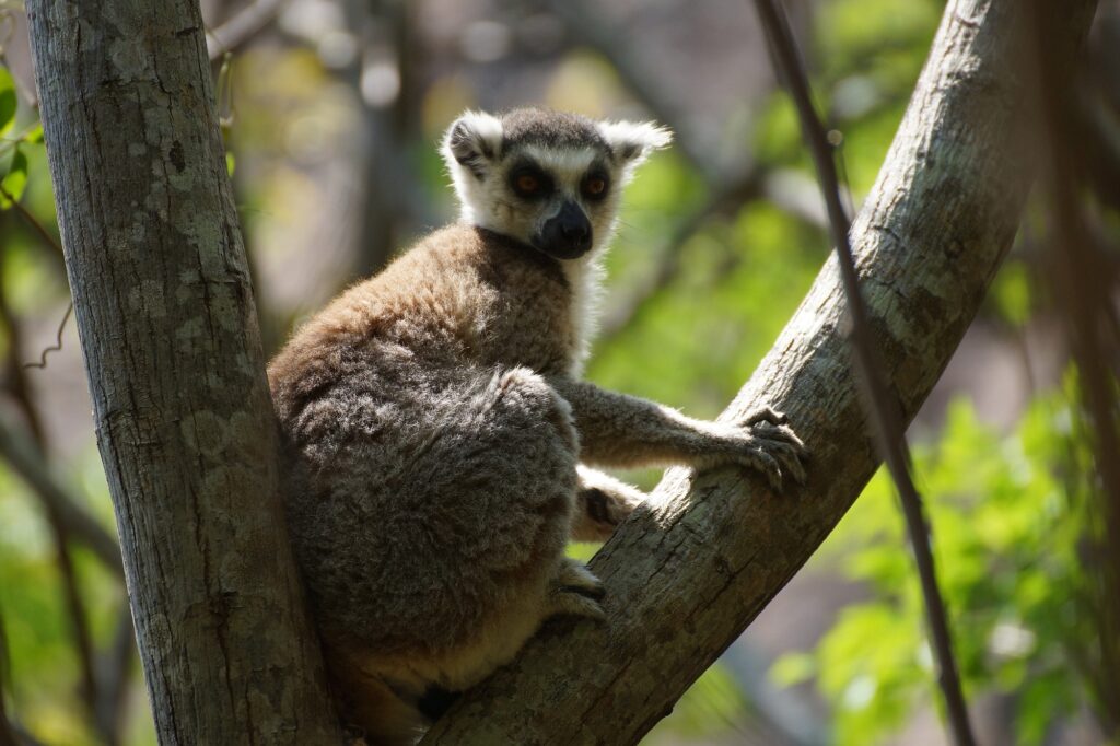 Madagaskar Opener 015 2000px
