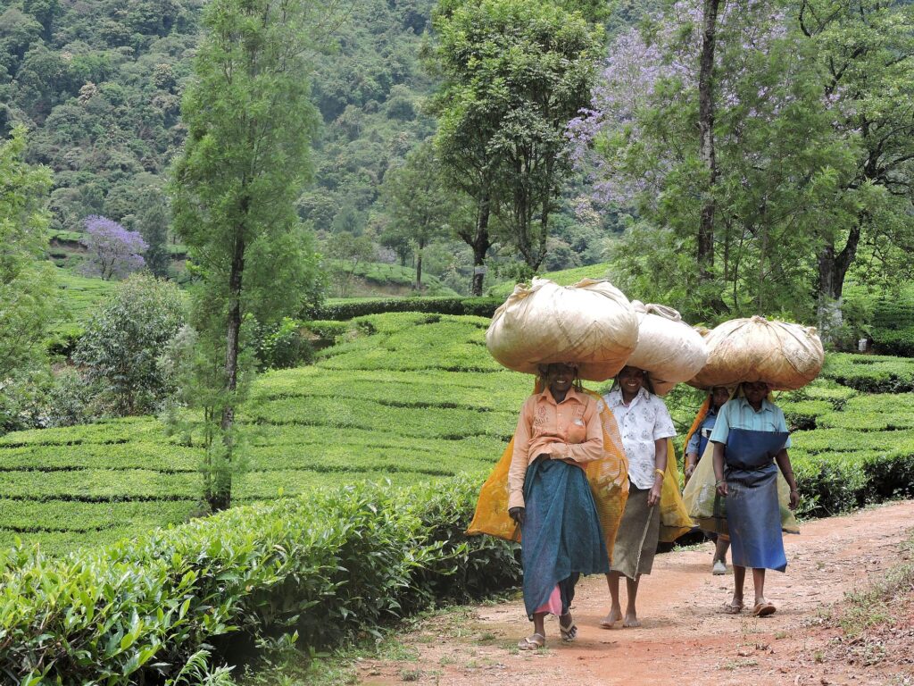 Indien_Kerala_Slider_Neu_2000px_035