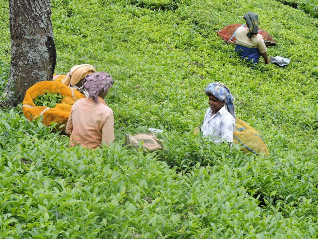 Indien_Kerala_Slider_Neu_2000px_038