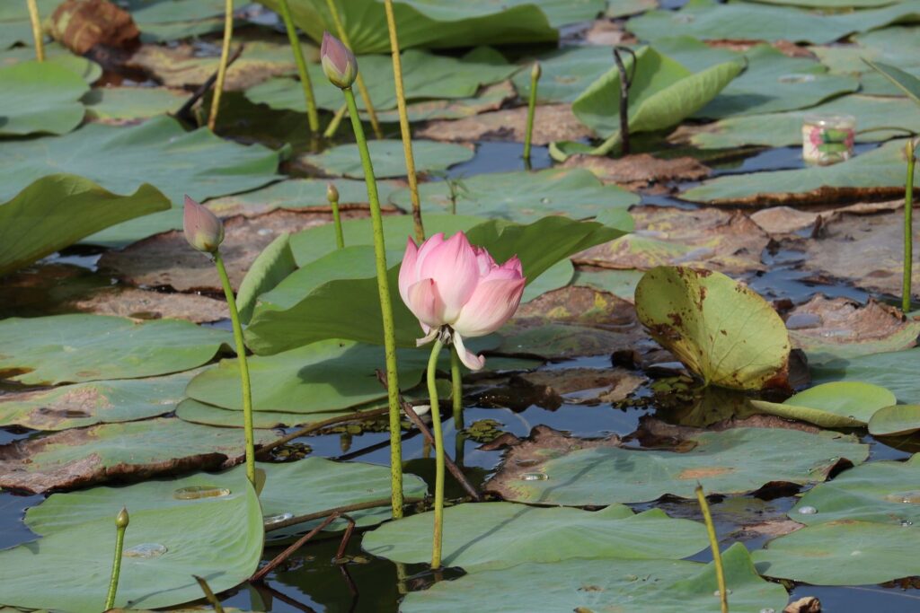 Indien_Kerala_Slider_Neu_2000px_071