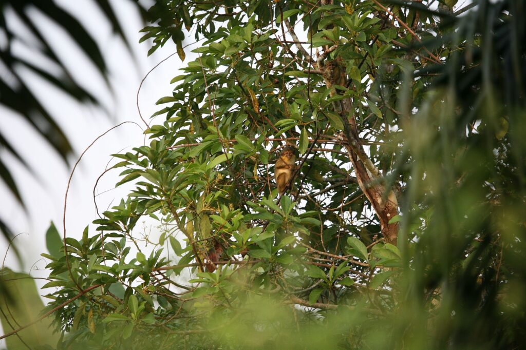 Kamerun_Slider_2000px_013