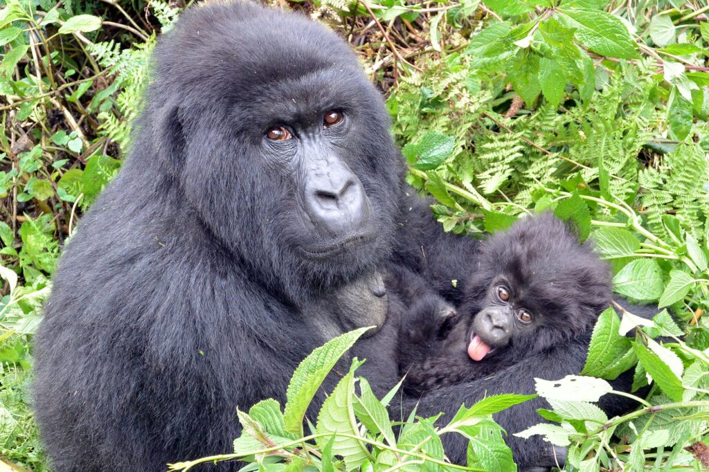 Kamerun_Slider_2000px_027