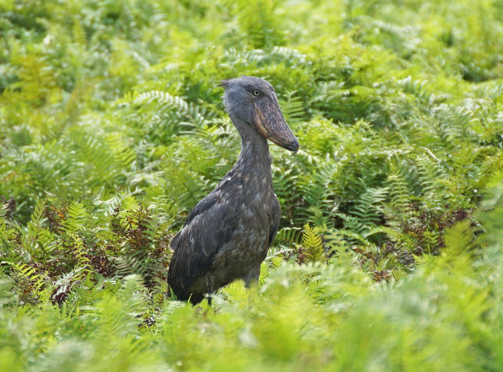 Uganda_Slider_2000px_004