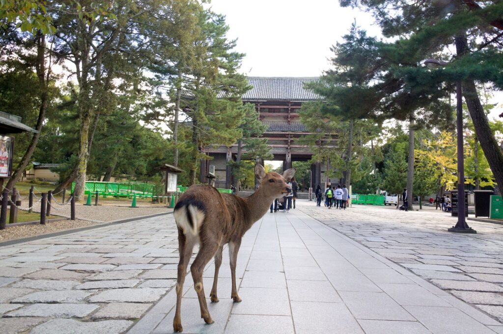 Japan-Slider-2000px-053