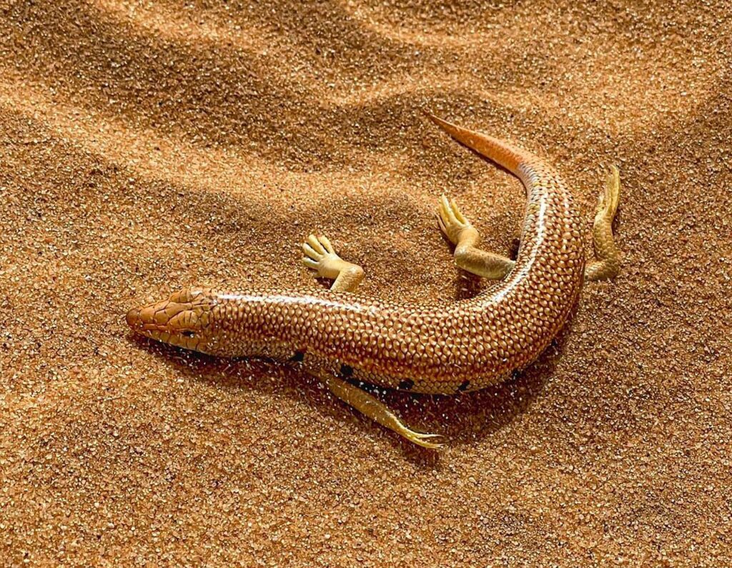 Rub_al_Khali_006_2000px