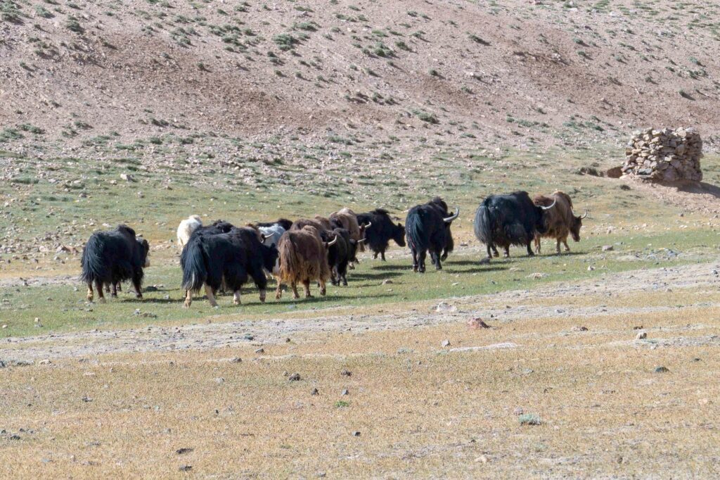 Tadschikistan-050-2000px