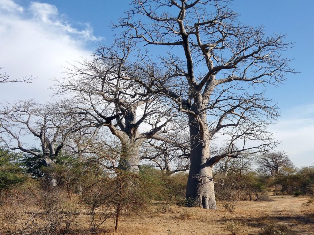 Westafrika-2000px-091